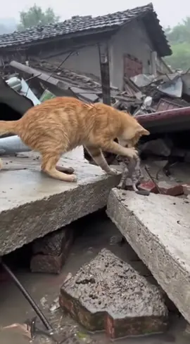 Dù con có ở đâu mèo mẹ cũng cảm nhận và tìm được con #videoviralitiktok #xuhuong #cat #meomecuucon 