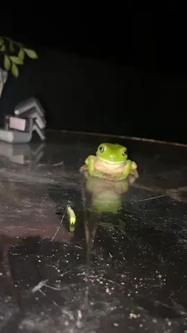 Mr frog does it again #mrfrog #smilingfriends #funny #fyp #australia 