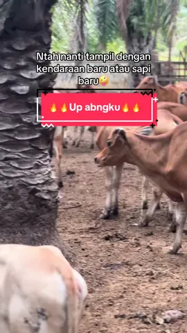 Bagian 79 : ntah lh😂🤪 #peternaksapiindonesia #sapi #juragansapi #padanglawas #fyppppppppppppppppppppppp 