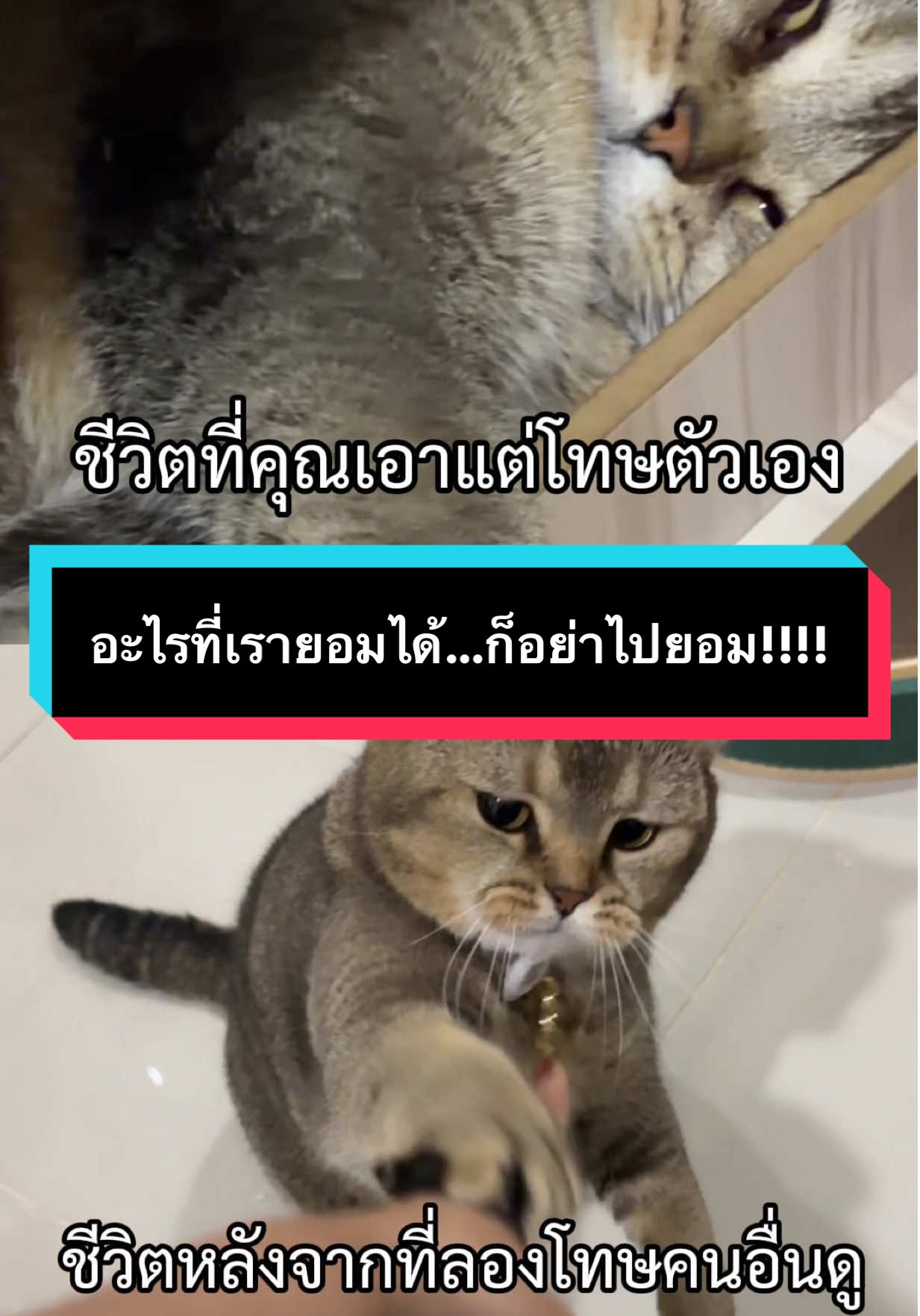 อะไรที่ยอมได้ ก็อย่าไปยอม 🤣 #มู้ดดี้แมวแสบ #แมวน่ารัก #แมวอ้วน #สวนสัตว์tiktok #catoftiktok 