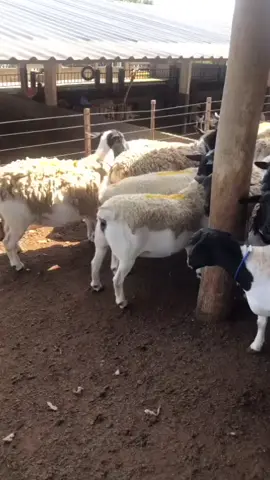 #fyyyyyyyyyyyyyyyy #fyppppppppppppppppppppppp #fypシ゚ #explore #foyoupage 