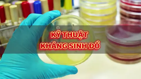 Kỹ thuật kháng sinh đồ đĩa giấy #khangsinh #khangthuoc #khangsinhdo #visinh #visinhlamsang 