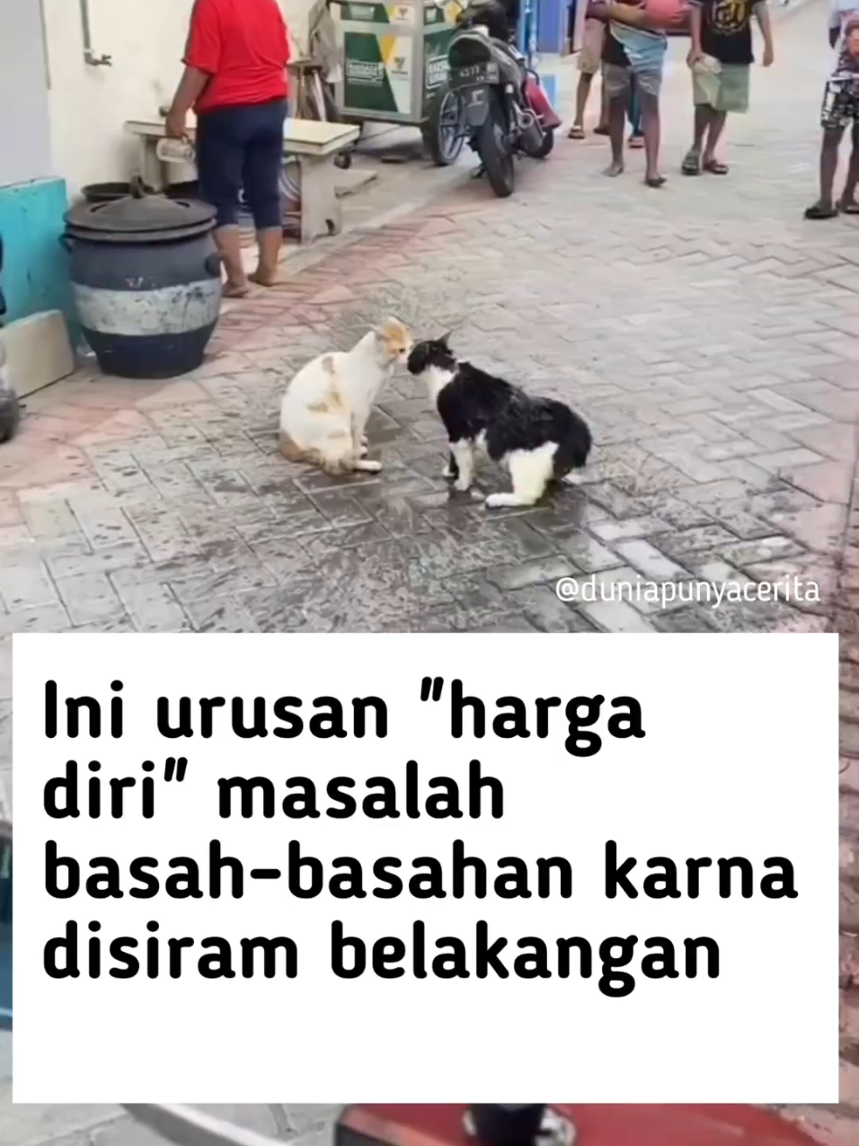 Semoga cepat berdamai ya cing 😻