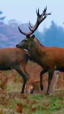 mission impossible 🥰 elk meeting Part/117 #elk #unitedstates #usa🇺🇸 #fypシ゚viral #usa 