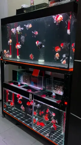 yg minat bisa langsung ke lokasi kita atau kirim” bisa banget pake sameday atau instan😁 #goldfish #goldfishindonesia #ikankoki #kokilucu #ikankokitangerang 