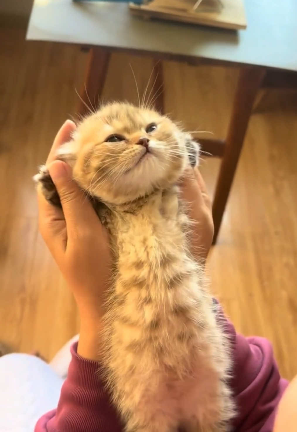 A little floof ball! 🥰#kitten #cute #cat #pet 