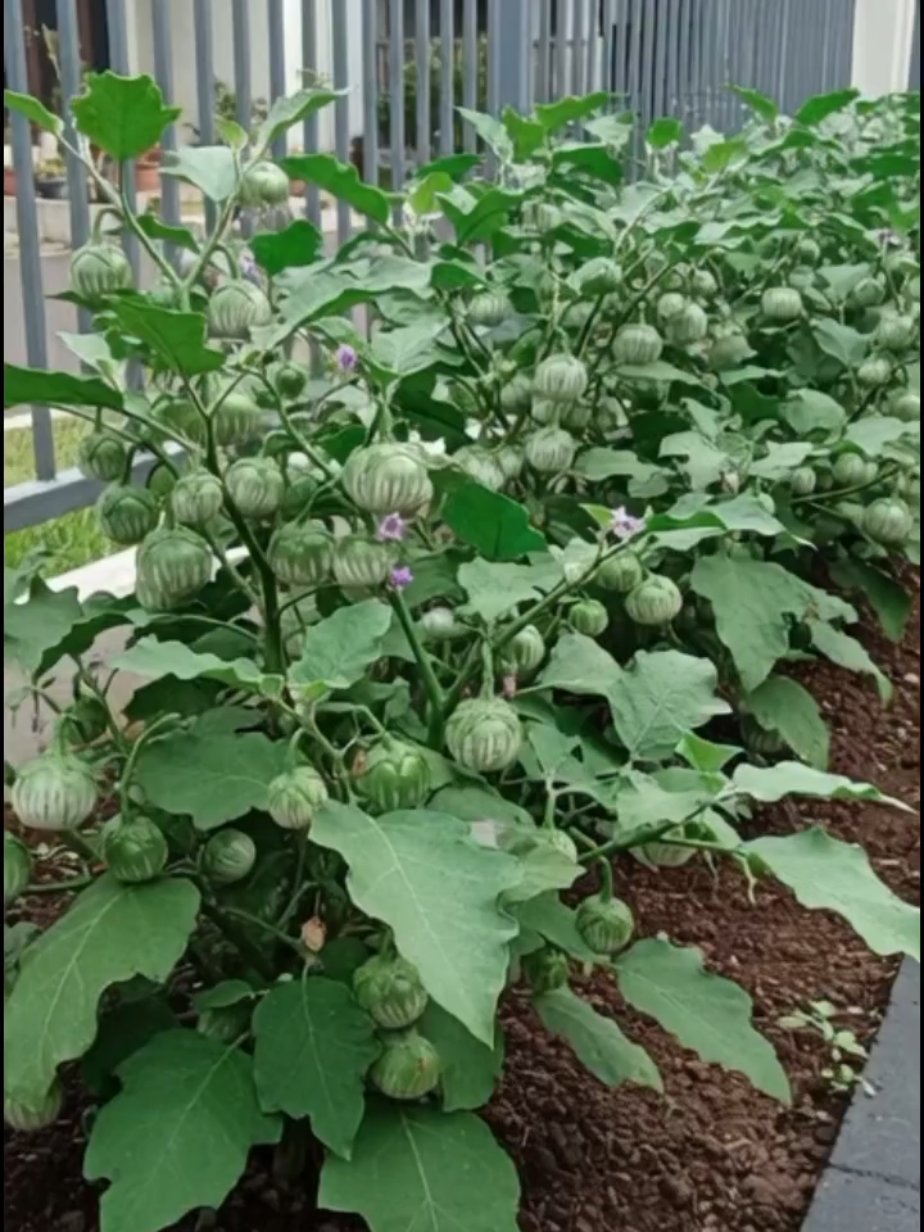 BENIH TERONG LALAP HIJAU #Benihteringlalaphijau #benihteronghijau #benihterong #benihsayuran 