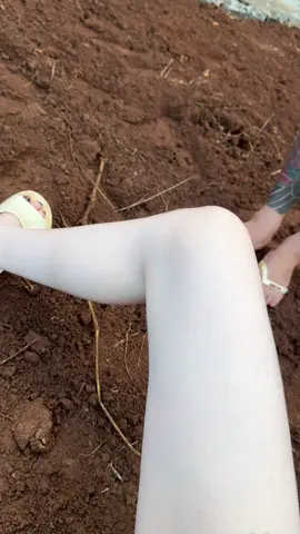 Ủ em này trắng như bông bưởiii.Bạch tuyết vuýppp#Lytrang 