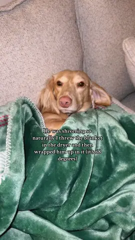 He spoiled #fyp #dachshund #foryoupage 