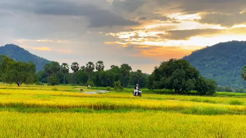 Con đường ngập lúa vàng ở Tri Tôn, An Giang #triton #angiang #mientay #tapatriton #haionthego 