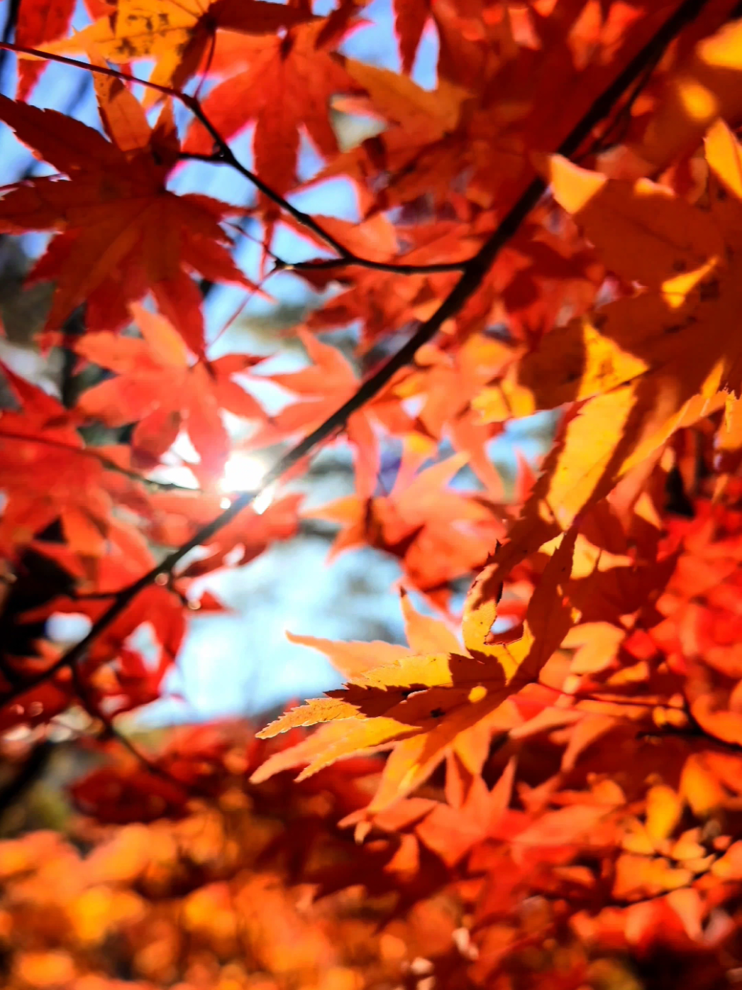 魅せられて､ 癒やされて、