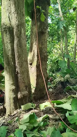 #nikmatiprosesnya #saftyfirst #utamakankeselamatan #kesehatankerja #kayujati @edan sudolamung @𝙍𝘼𝙔𝘼𝙋 𝙋𝙐𝙏𝙄𝙃#027  bagian proses @Vikiiana8 