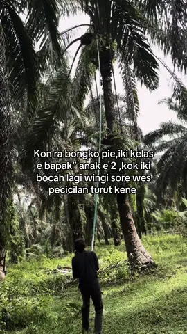 😩😩#kulisawit #storysawit🌴🌴 #sawitontiktok #petanisawit🌴 #panensawit 