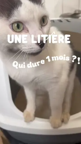 Ici, Rocky 🐱 valide la litière @Pacha ! -25% grâce a mon code promo : MAMA25 (lien en bio 🔗) Un sac de litière = 1 mois avec seulement 45 secondes d'entretien par jour  Une litière pratique, efficace et qui permet de surveiller la santé de ton chat ! - Produit offert collaboration - #pacha #litiere #cat #catsoftiktok #fyp #pourtoi #foryou 