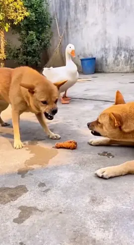 😂😂😂 #dog #funny 