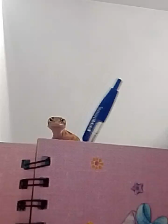 #fyp #рептилии #животные #эублефар 