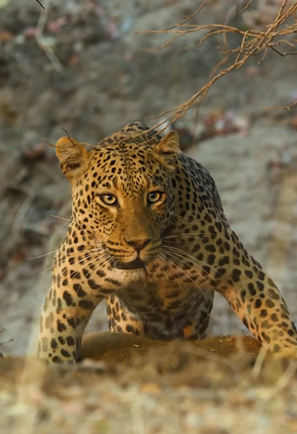 #amazinganimals #leopard #nature #animalslifestyle #foryoupage 