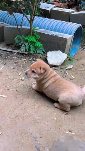 #dog #cutedog #dogmom 