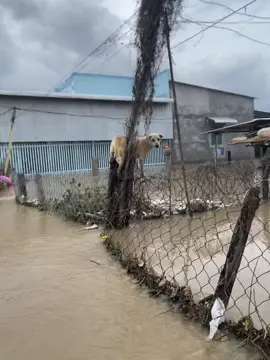 Lụt nữa chắc bỏ xứ đi thiệt quá #lũlutmientrung #lũlụt 