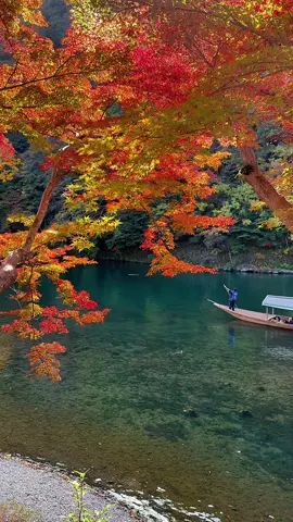 #紅葉 cập Nhật tình hình lá đỏ ngày 18-11 Arashiyama 🍁#cuocsongnhatban #nhatban #dulich #kyoto 