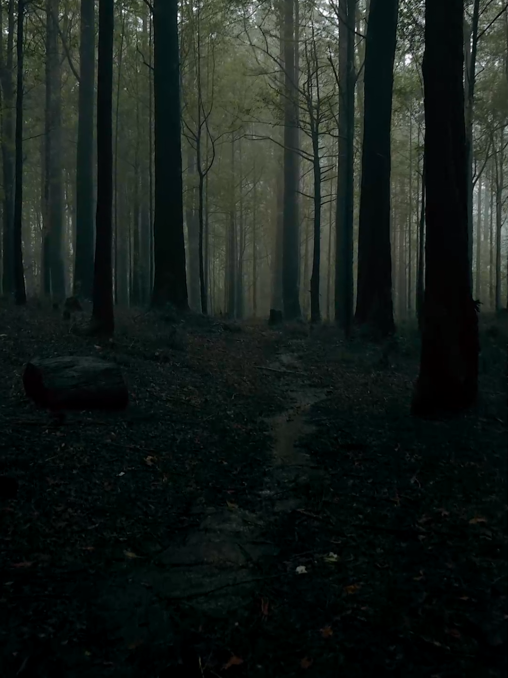 forest vibe. 👣 #nature #forest #freedom #creatorsearchinsights #peace 