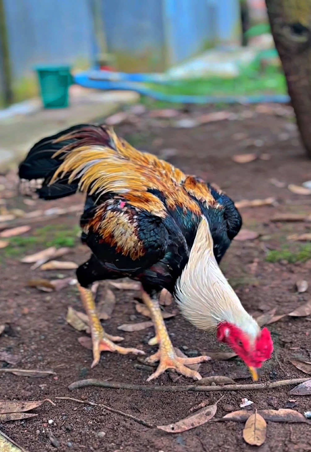 Golda manis nyohhh🤩#fantasticfarm #ayambangkok #bkselatan #ayambangkoksuper #ayambangkokindinesia 