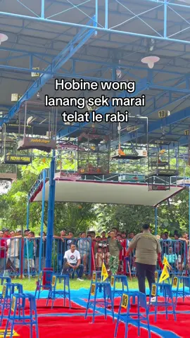 Mending telat rabi timbang salah pilih le rabi ✨ #kicaumania #kenarimaniaindonesia #xybca #4u #burung 