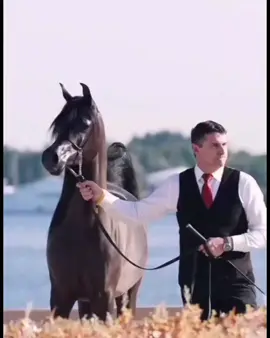 #حمد_السعيد #اللي_غلاها_#شعر #🇯🇴❤️🐴 #الاردن 