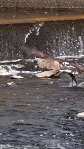 #🔥 #🦅 #zako😎 #اكسبلور #capcut 