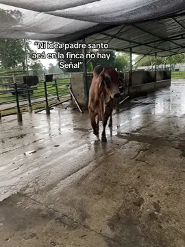 Y mucho menos cuando llueve 🙂‍↕️#finca #ganaderia🐂🐎 #contenido #metasysueños #vaca 