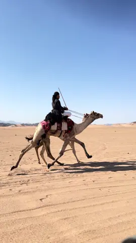 #هجن_الحويطات #ابو_العجاج #ركبات 