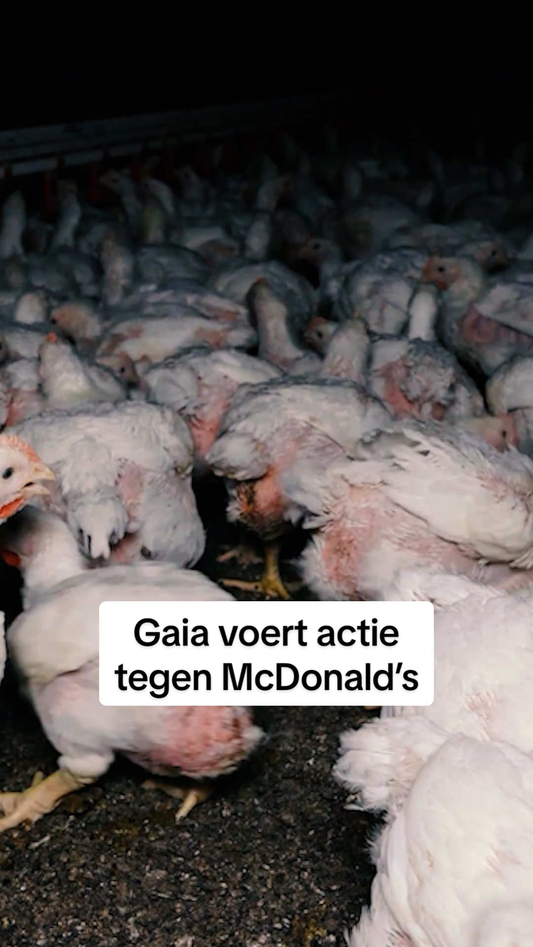 Gaia voert actie tegen McDonald’s. #vrtnws #gaia #mcdonalds #chicken 