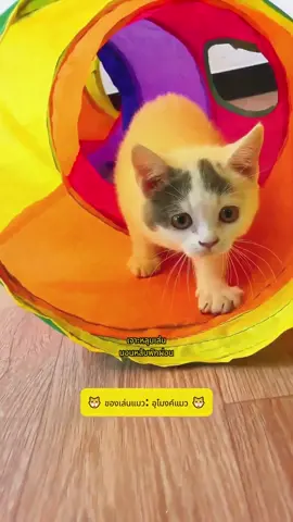 ของเล่นเป็นเพื่อนเล่นที่ดีที่สุดของแมว อุโมงค์แมวพับได้นี้ เก็บได้อย่างอิสระ แข็งแรงและเล่นได้ คุณดูแมวสนุกแค่ไหน#cattoy #cattunnel #pettoys #cat #petcats 