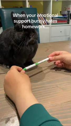 When your bunny decides school is cancelled for the day 😂✏️ He is PERSONALLY offended by homework and will not be participating. Honestly… I feel him. #BunnyTok #HippieHomestead #PetChaos #BunnyPersonality #FurryBoss