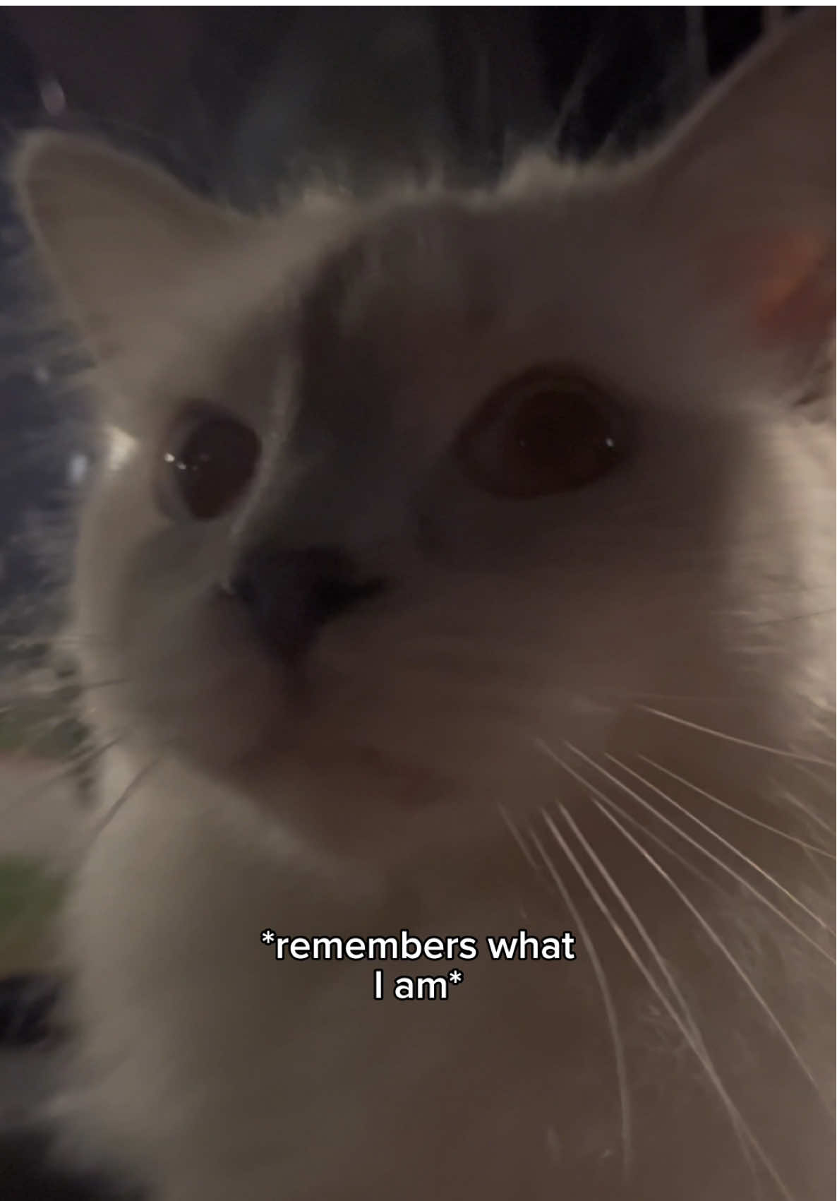 The look he gave me at the end 😭😂