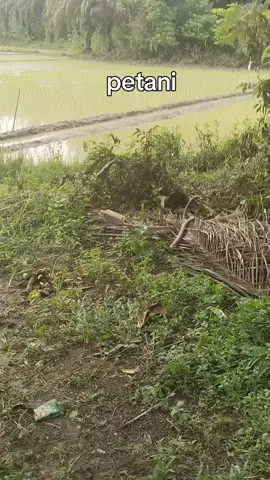 petani butuh perlindungan mulai dari bibit yg beredar, pupuk yg tersedia, dan pasca panen. pemerintah harus selalu hadir #ketahananpangan #padi #savepetani #swasembadapangan #kementerianpertanian 