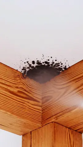 Say goodbye to mold! Deep mildew removal, long-term protection. #moldremover #Mould #homecleaning #bathroomclean #savemoney 