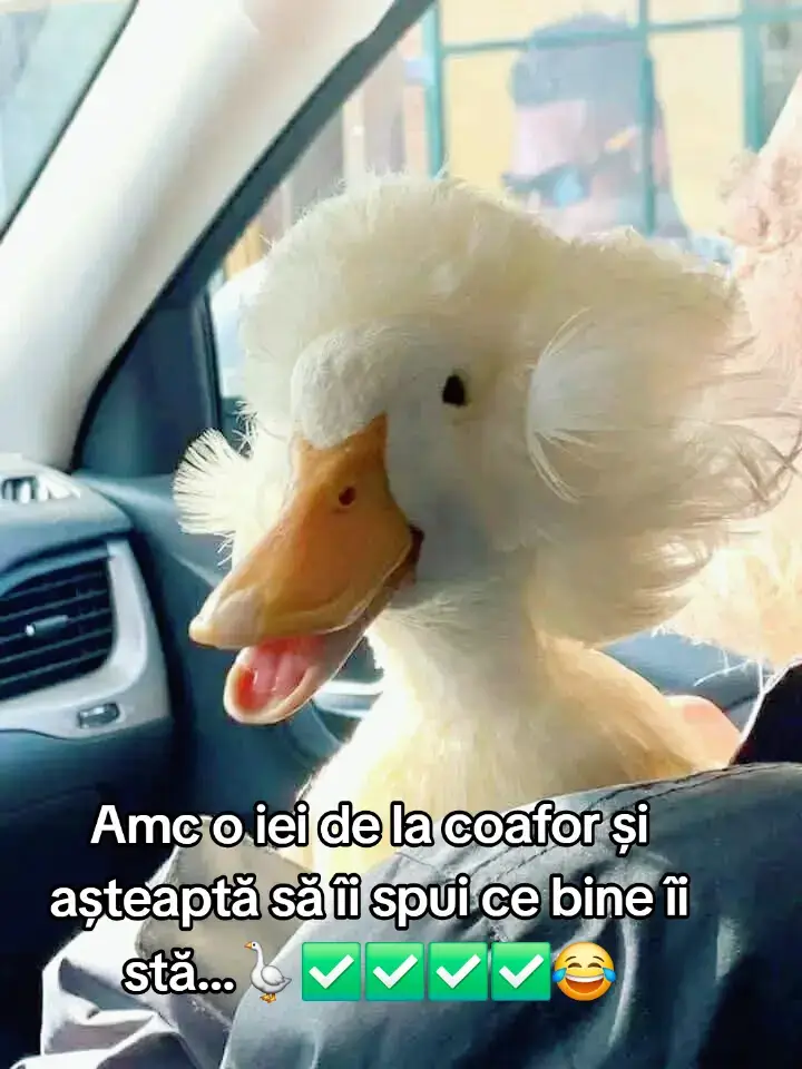 #fyp #razi #viral #comedie #amuzant 