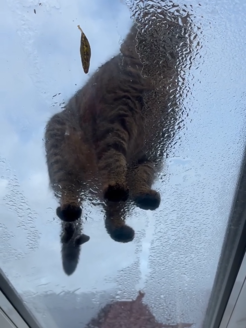 #pourtoi #foryou #fyp #cat #cats 