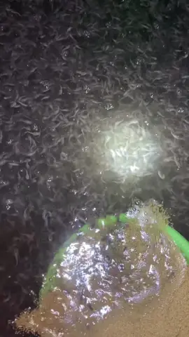 Tetap bermain di wajah Lugu, soal identitas guru’ Hanya orang tertentu yang tahu 😁 #larvalele #budidayalele 