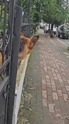 Kondisi terkini mushola PONPES Al Khoziny Sidoarjo saat salat ashar #jtvjember #evakuasi #sidoarj #fyp 