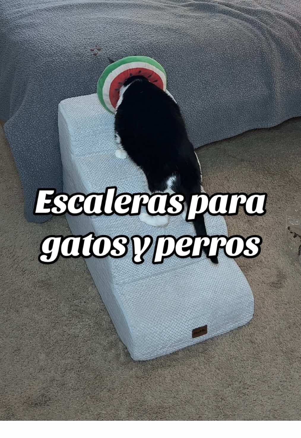 @Made4pets-us #made4pets #bfcm #tiktokshopblackfriday #petlovers #cattok 