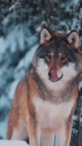 هل تعلم بأن الذئب .... #الذئب #الشيخ_محمد_بن_علي_الشنقيطي #viral #tiktok #foryoupage 