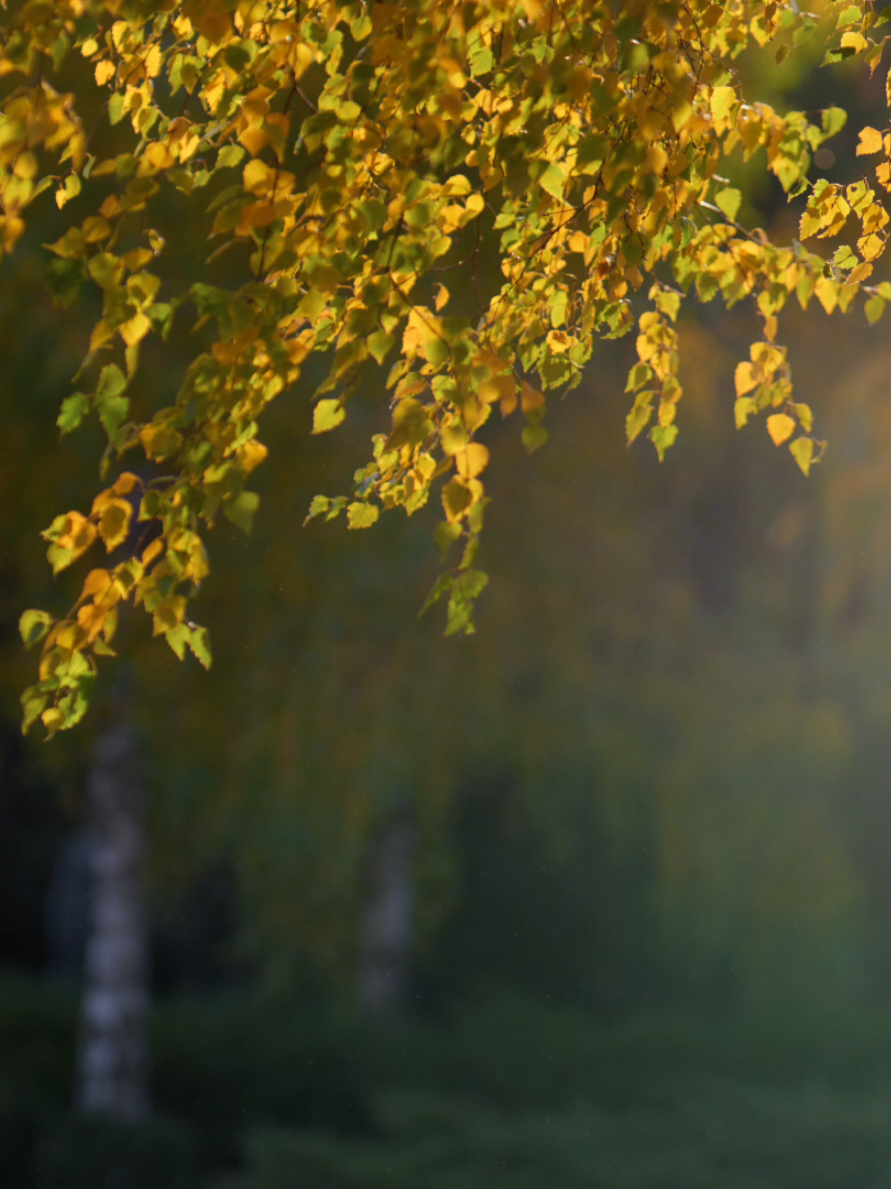 #nhenhang #binhyen #thiennhien #thugian #tiêu 