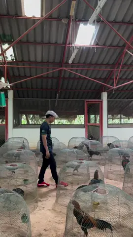 Jeli jelian mata🐓🥁 #ayambangkoksuper #ayambangkok 