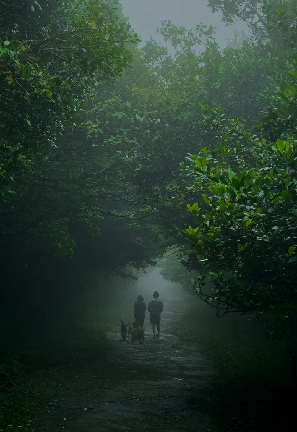 Walk or Talk ? 🌿🖤 . . . #forest #alone #nature #dark #knuckles #creatorsearchinsights #fypシ #foryou #whatsappstatus #status 