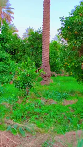 نته البديت العشك وانه البديت الشوك 😘#عاده_نشر_فيديو🔄 #لايك_متابعه #اكسبلور❤️ #######