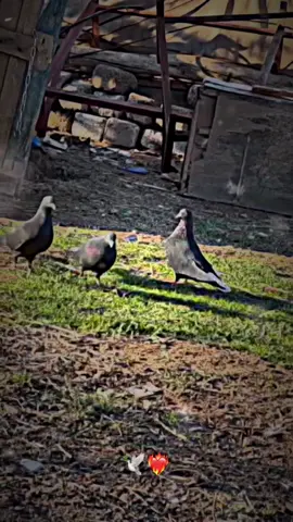 #foryou #zaxo_duhok_hewler_slemani_hawler #zaxokadelal #kurdistan 