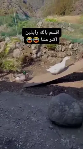 #الشعب_الصيني_ماله_حل😂😂 #جميل 