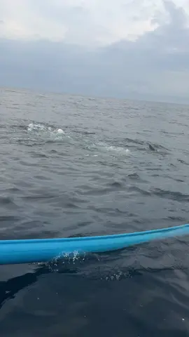 Segerombolan paus sedang berenang berburu ikan kecil  #ikanpaus #lautanbali #ikanhiu #pausmonster #lautan 